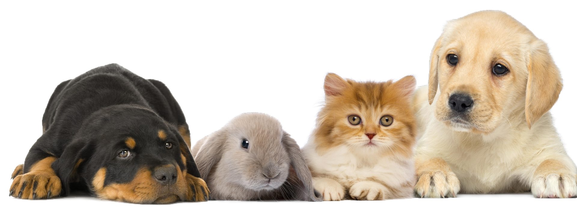 Chiots, lapin et chaton — Hôpital Vétérinaire Duvernay