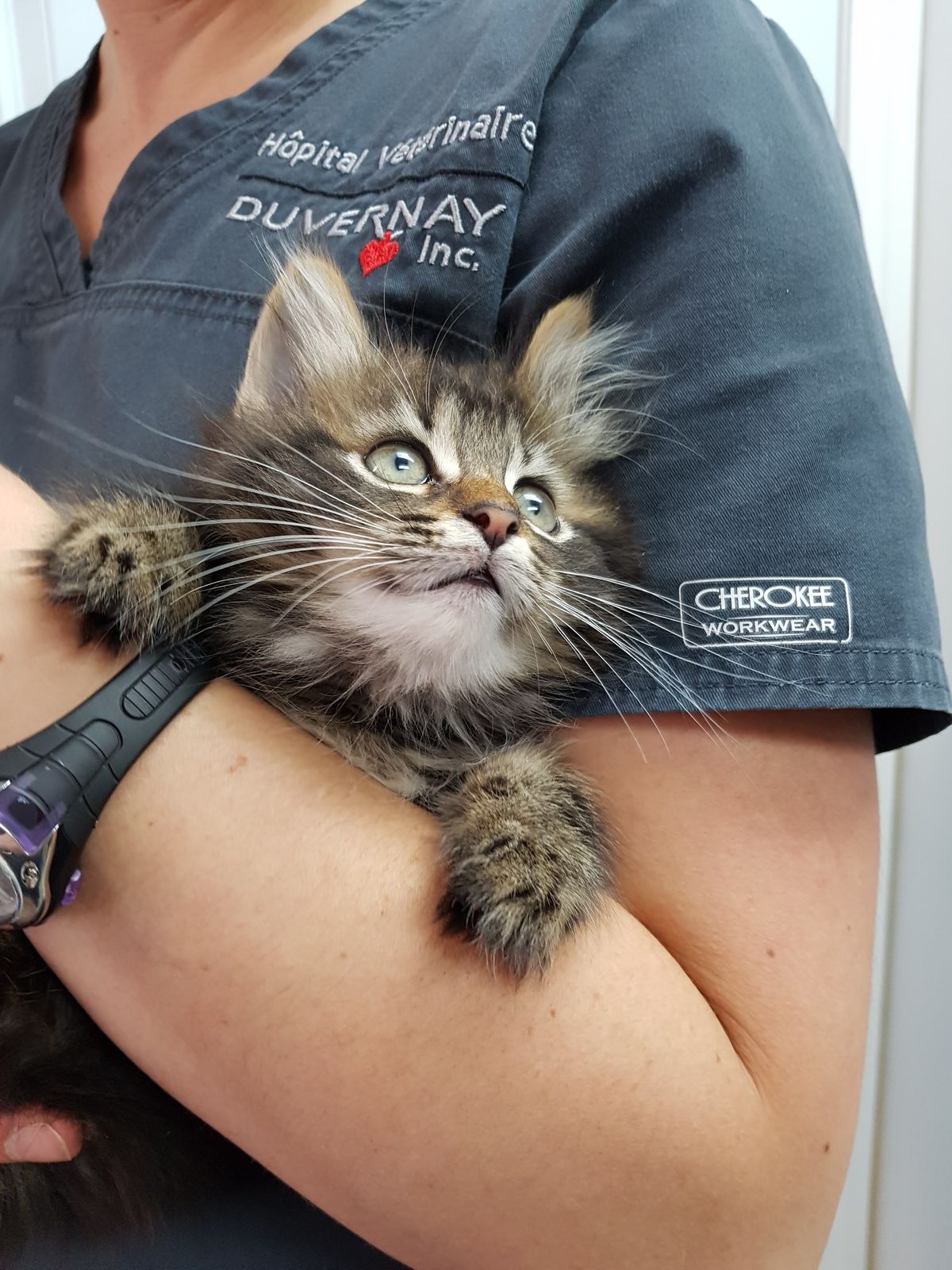 Membre de l'équipe tenant un chaton — Hôpital Vétérinaire Duvernay