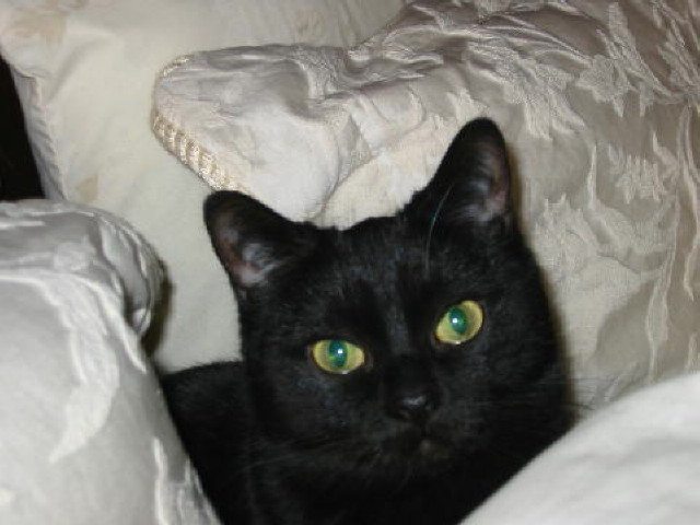 Chat noir — Hôpital Vétérinaire Duvernay