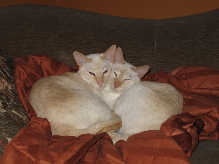 Deux chats câlins — Hôpital Vétérinaire Duvernay