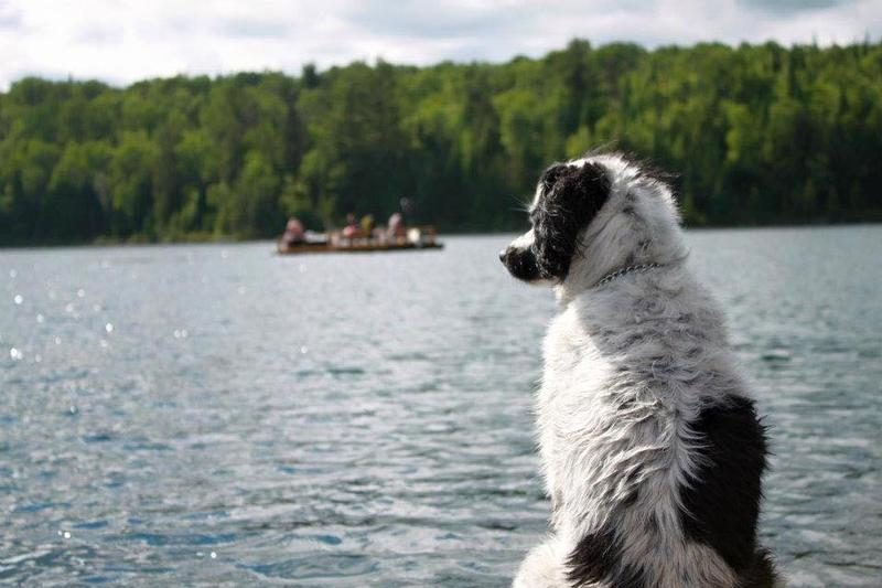 Chien au bord du lac — Hôpital Vétérinaire Duvernay