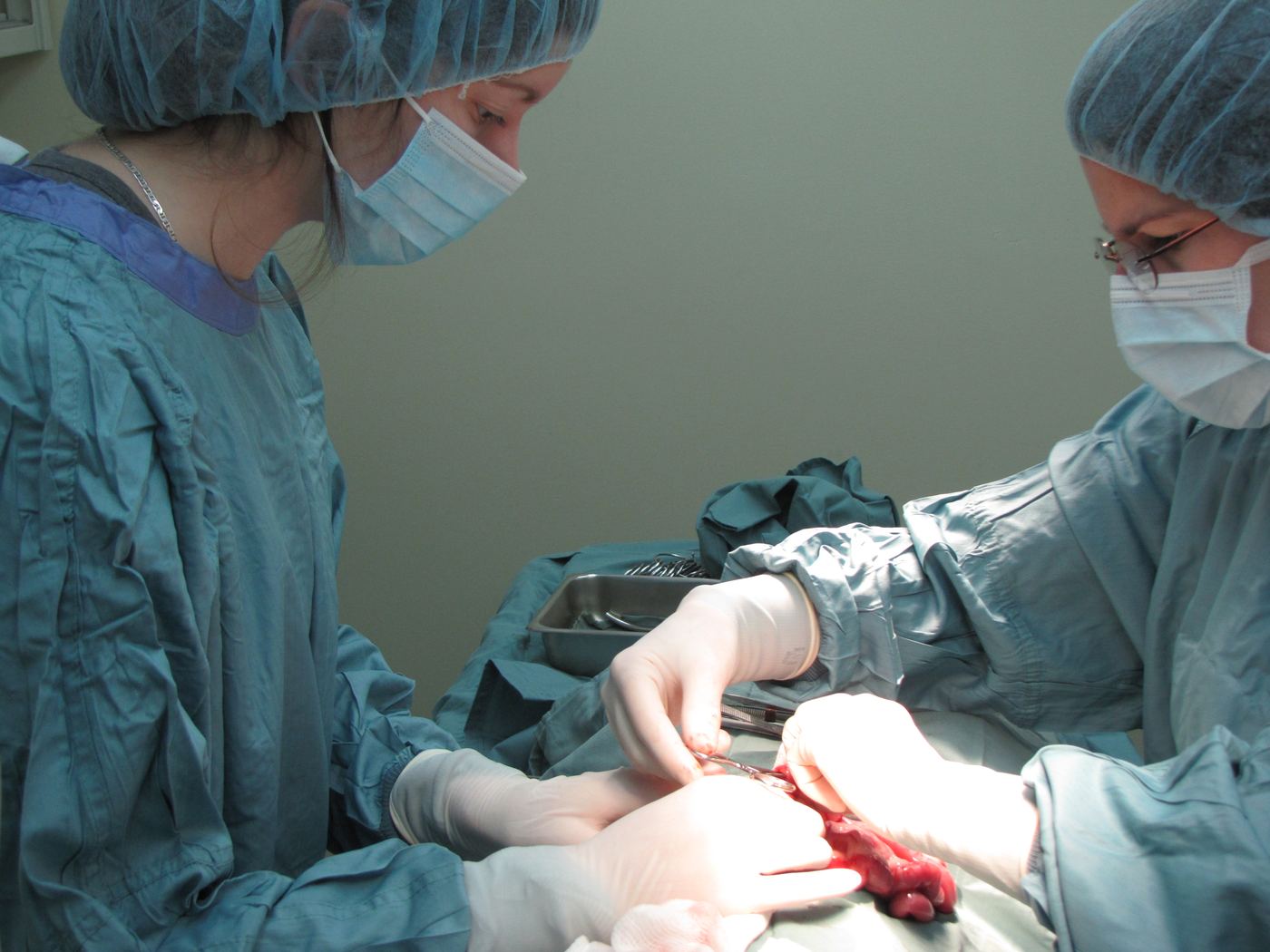 Notre équipe — Hôpital Vétérinaire Duvernay