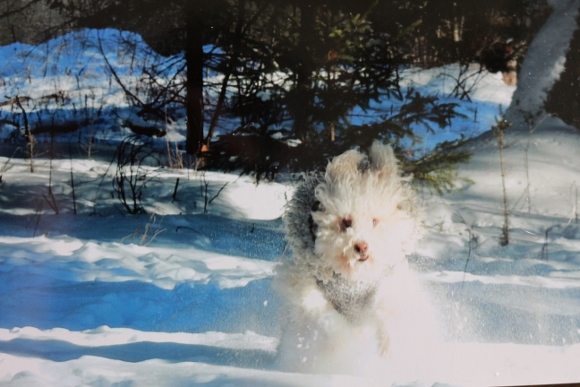 Chien tout doux dans la neige — Hôpital Vétérinaire Duvernay