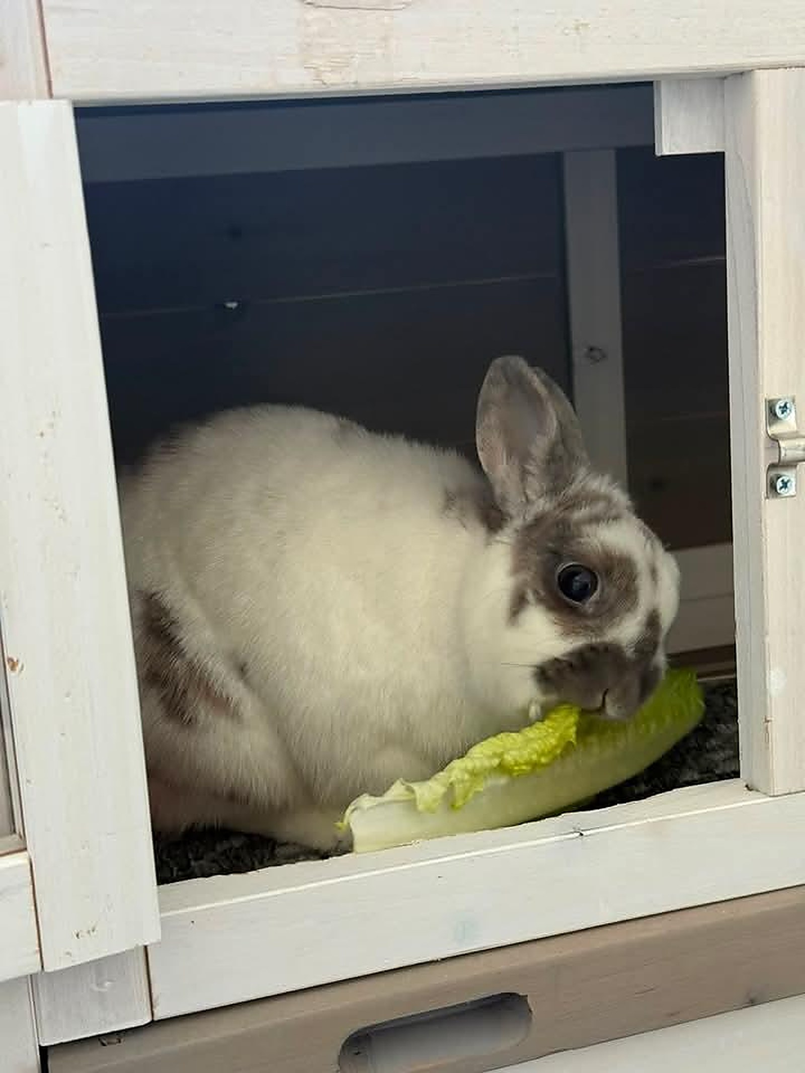 Lapin — Hôpital Vétérinaire Duvernay