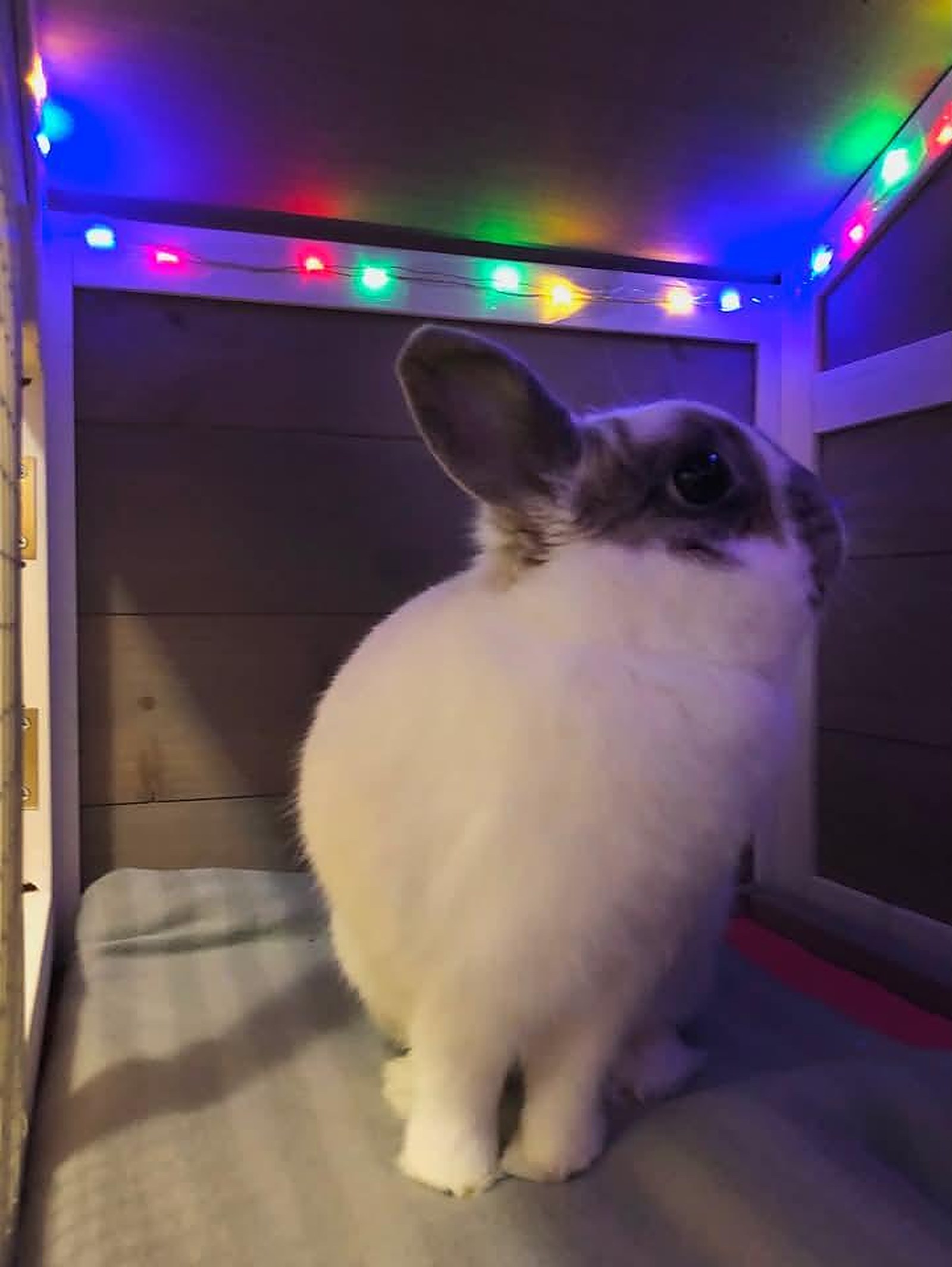 Lapin — Hôpital Vétérinaire Duvernay