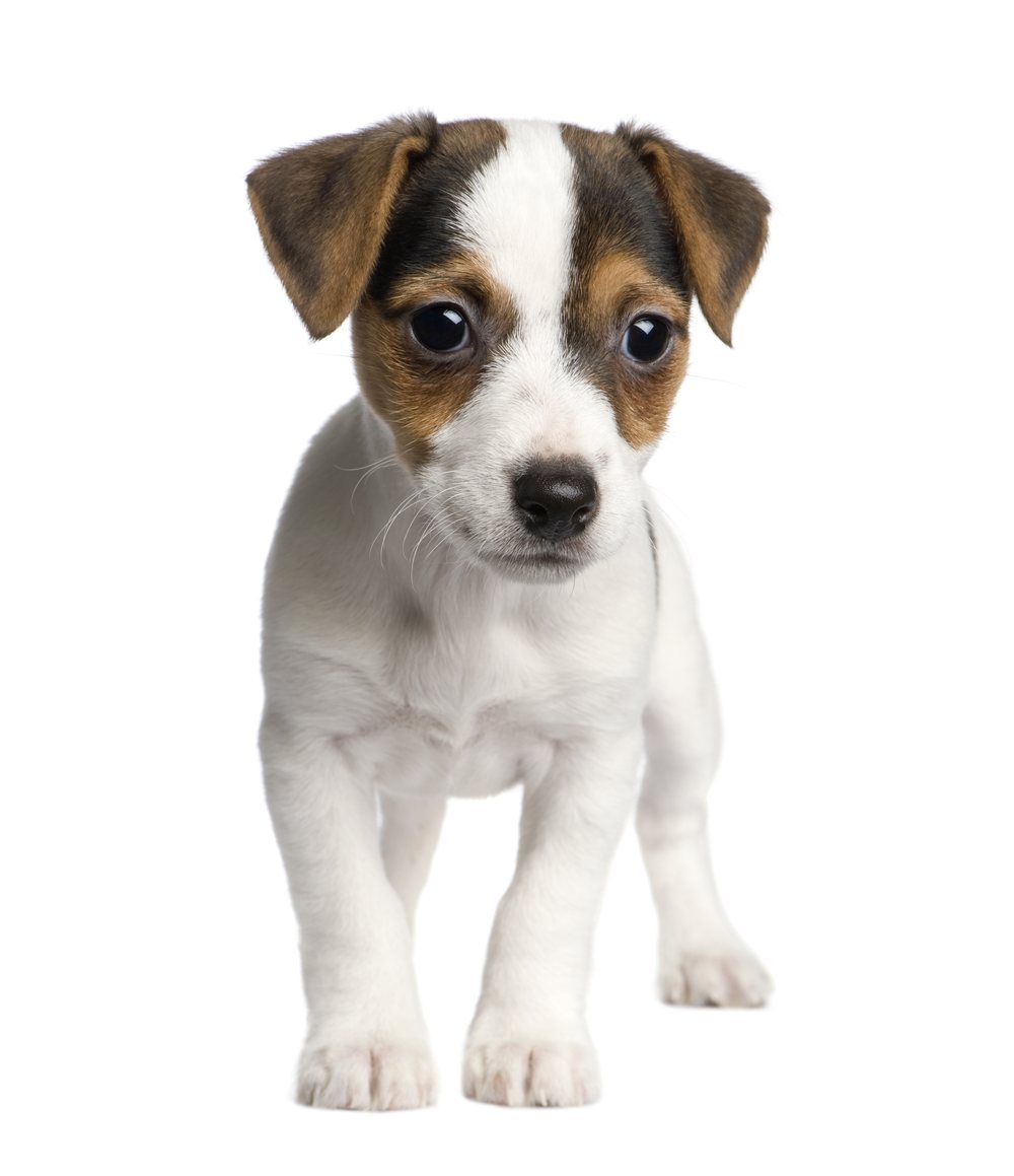 Chiot Jack Russell — Hôpital Vétérinaire Duvernay