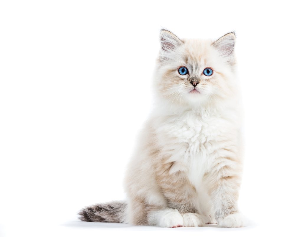 Chaton — Hôpital Vétérinaire Duvernay