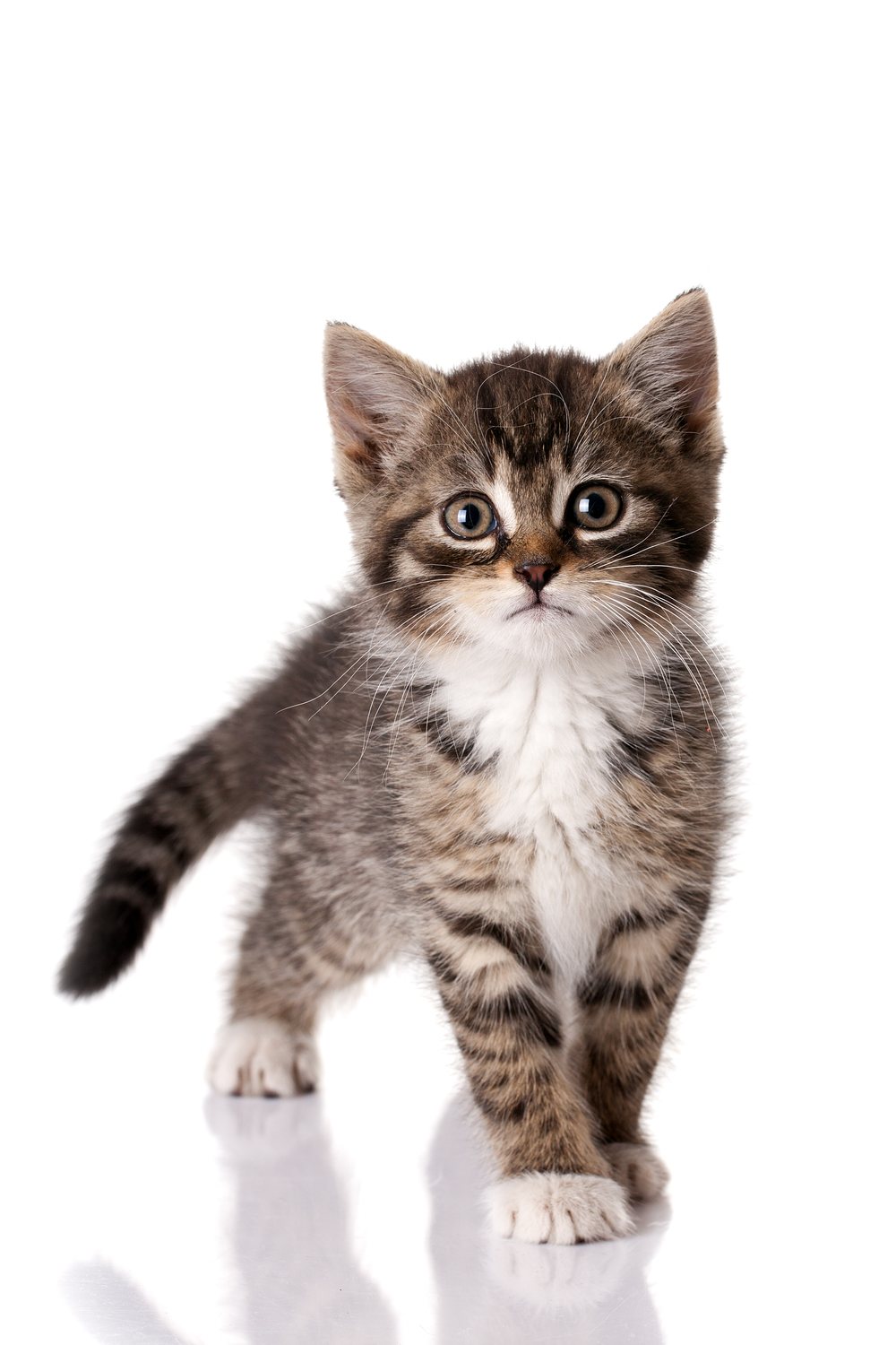 Chaton tigré — Hôpital Vétérinaire Duvernay
